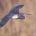 Tricolored Heron
